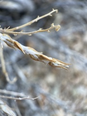 Artemisia spinescens
