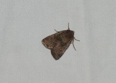 Orthodes majuscula