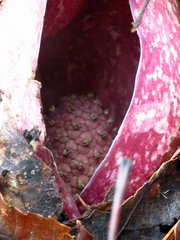 Symplocarpus foetidus