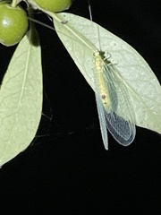 Leucochrysa insularis