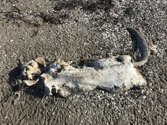 Acipenser transmontanus