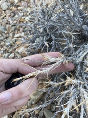 Artemisia spinescens