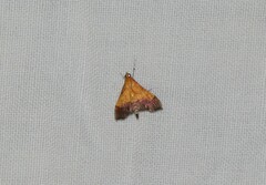 Pyrausta bicoloralis