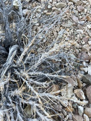 Artemisia spinescens