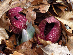 Symplocarpus foetidus