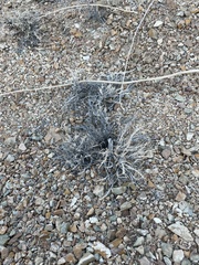 Artemisia spinescens