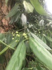 Euonymus fortunei