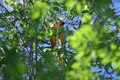 Icterus bullockii