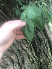 Euonymus fortunei