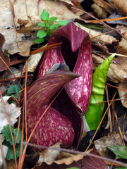 Symplocarpus foetidus