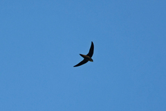 Chaetura pelagica