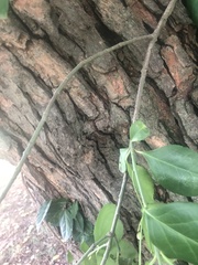 Euonymus fortunei