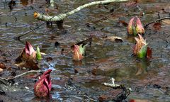 Symplocarpus foetidus