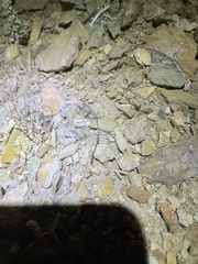 Clathroneuria navajo