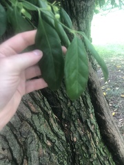 Euonymus fortunei