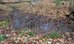 Symplocarpus foetidus