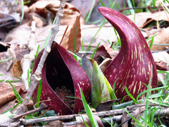 Symplocarpus foetidus