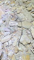 Clathroneuria navajo