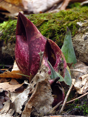 Symplocarpus foetidus