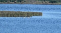 Cygnus melancoryphus