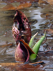 Symplocarpus foetidus