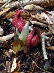 Symplocarpus foetidus