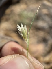 Blepharidachne kingii