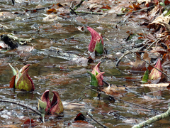 Symplocarpus foetidus