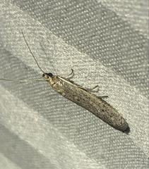 Homoeosoma electella