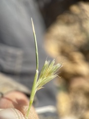 Blepharidachne kingii