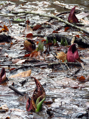 Symplocarpus foetidus