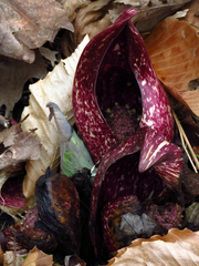 Symplocarpus foetidus