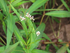 Persicaria hydropiperoides