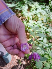 Nothochelone nemorosa