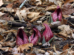 Symplocarpus foetidus