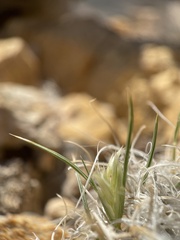 Blepharidachne kingii