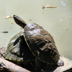 Trachemys scripta