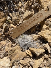 Blepharidachne kingii