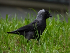 Corvus monedula