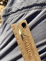 Blepharidachne kingii