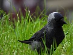 Corvus monedula