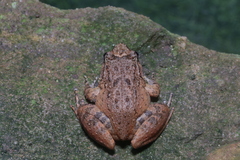 Limnonectes kohchangae