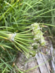 Allium