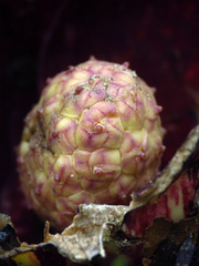 Symplocarpus foetidus