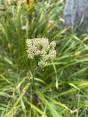 Allium