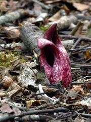 Symplocarpus foetidus