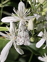 Lacinipolia
