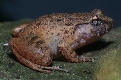 Limnonectes kohchangae