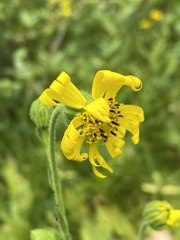 Kyhosia bolanderi