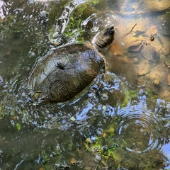 Trachemys scripta